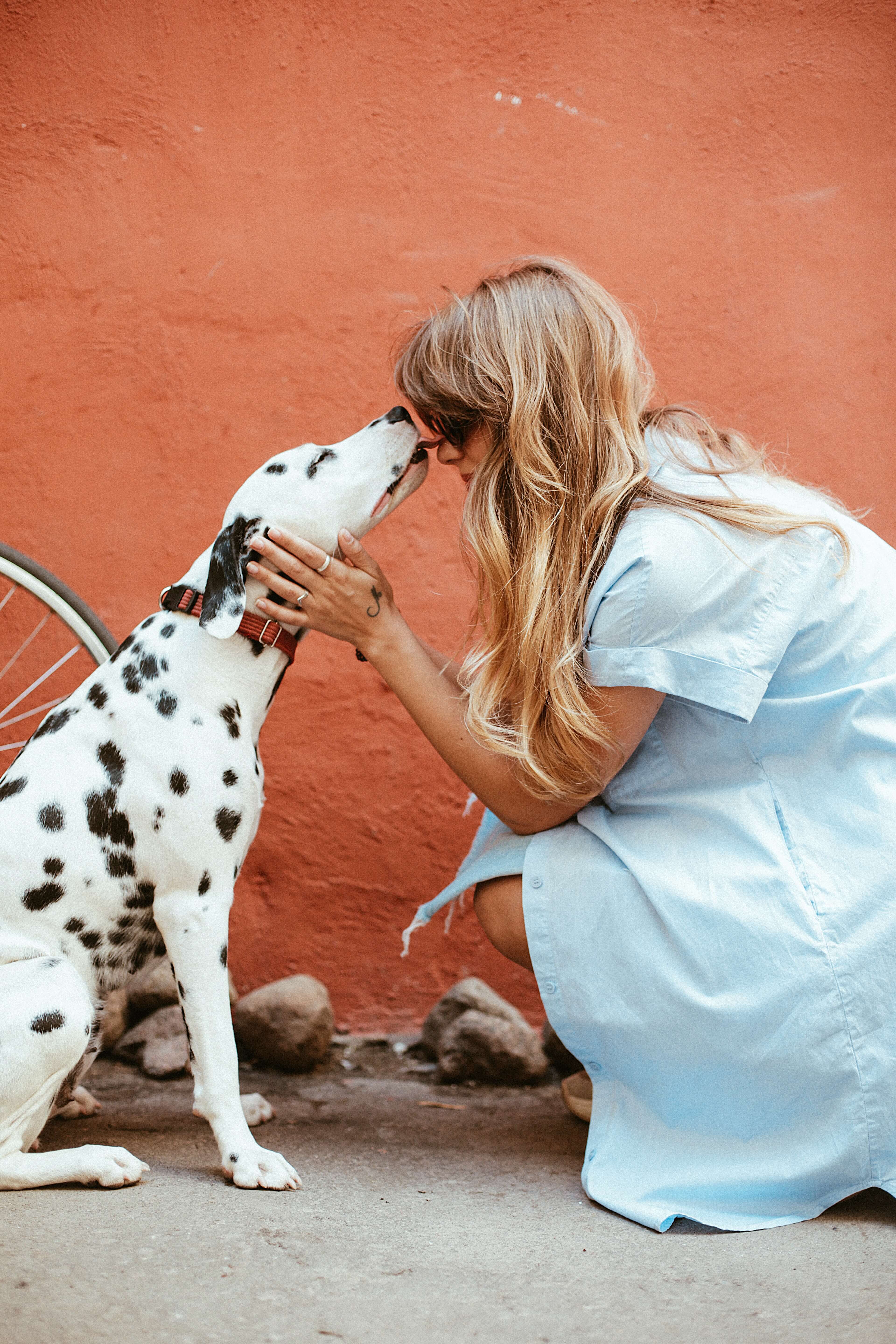 adult-black-and-white-dalmatian-licking-face-of-woman-1389994 (1)